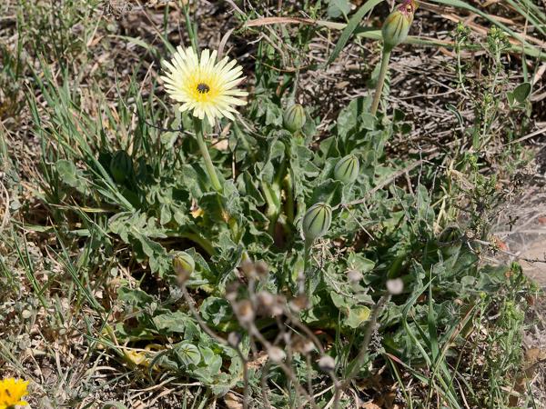 <h3><a href="/trips/ebro/biota/plantae/tracheophyta/magnoliopsida/asterales/asteraceae/urospermum dalechampii/urospermum dalechampii-nl.html">Urospermum&nbsp;dalechampii</a> /  / </h3>OM-1 met OLYMPUS M.40-150mm F2.8, 1/2000 sec  bij F5.6, ISO 400, afstand 2.09&nbsp;m